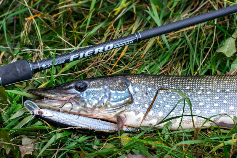 Mottomo Aringo