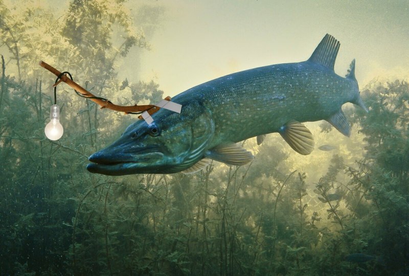 Вид обыкновенная щука - Esox Lucius