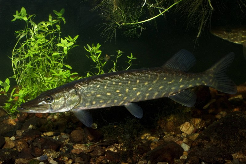 Обыкновенная щука (Esox Lucius)
