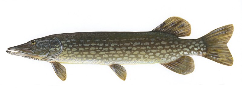 Обыкновенная щука (Esox Lucius)