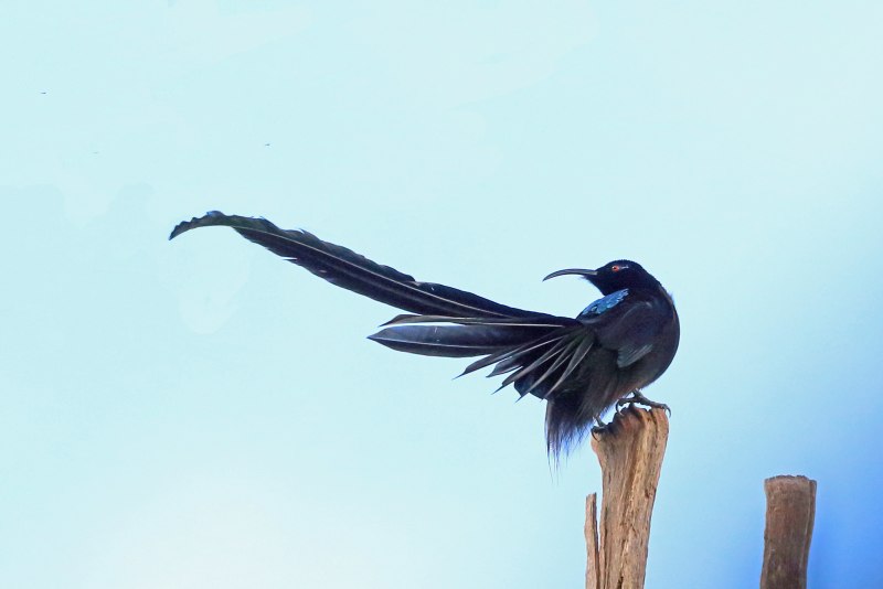 Epimachus fastuosus