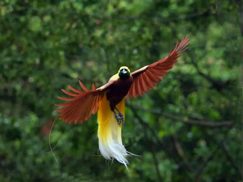 Paradisaea Rudolphi