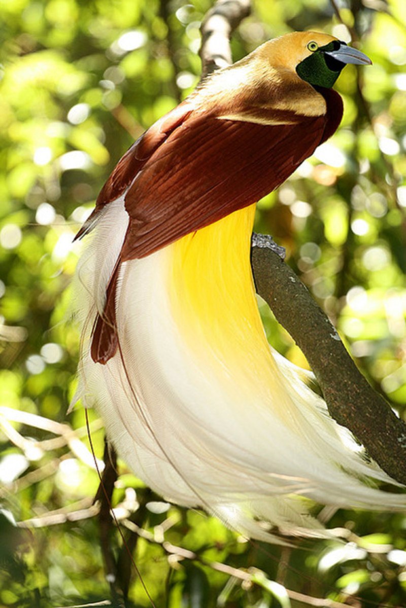 Paradisaea Rudolphi