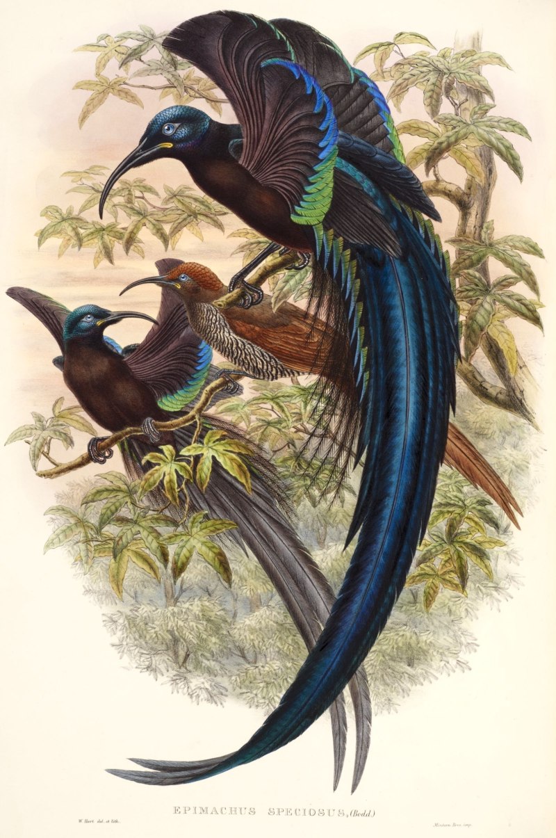 Epimachus fastuosus