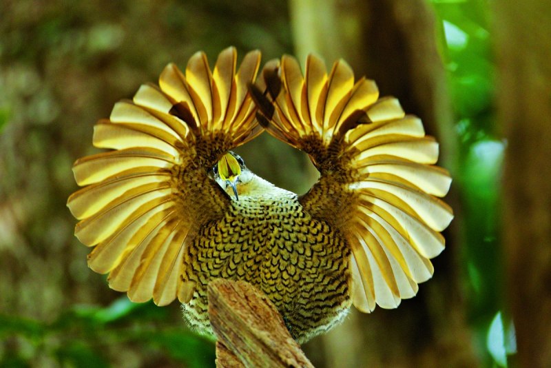 Ptiloris paradiseus