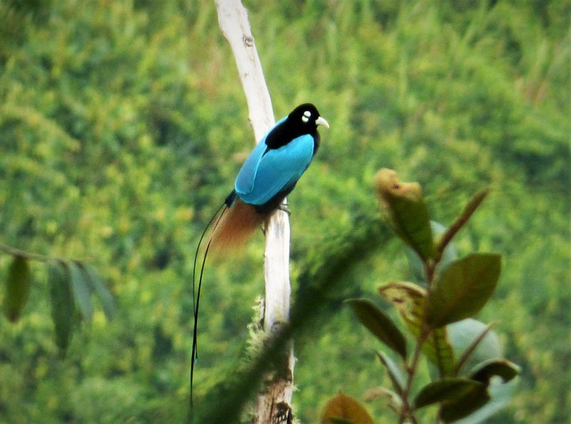Paradisaea Rudolphi