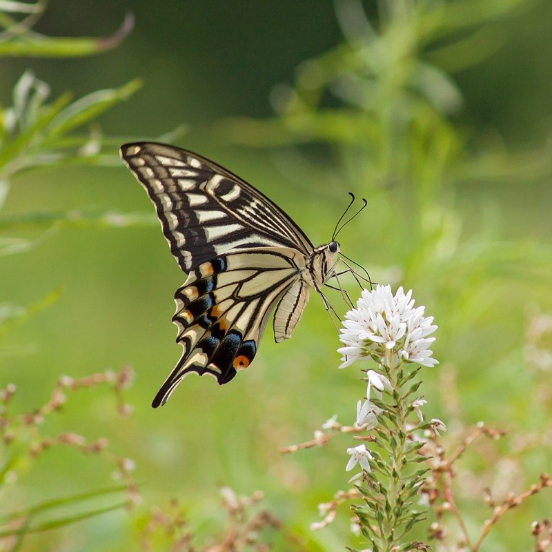 Papilio xuthus бабочка