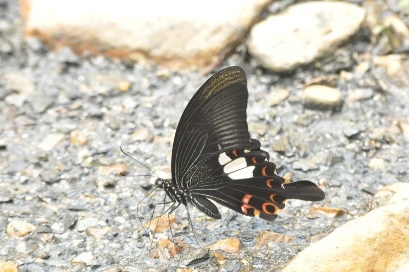 Papilio Helenus