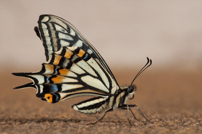 Papilio xuthus гусеница