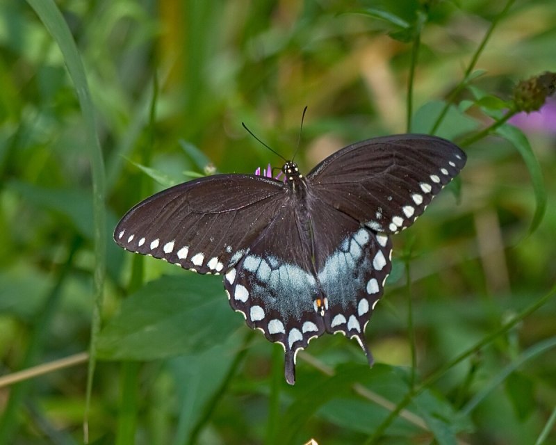 Papilio Troilus бабочка