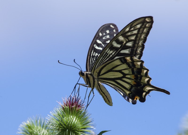 Papilio xuthus бабочка
