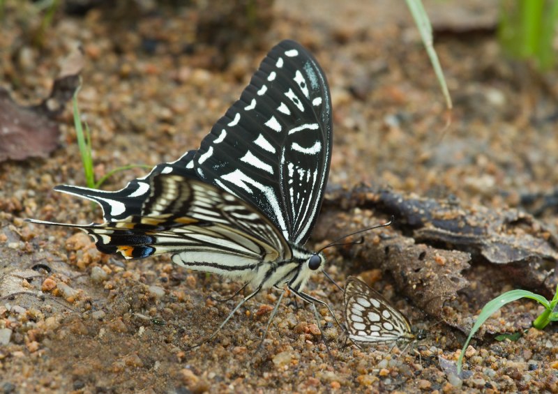 Papilio xuthus бабочка