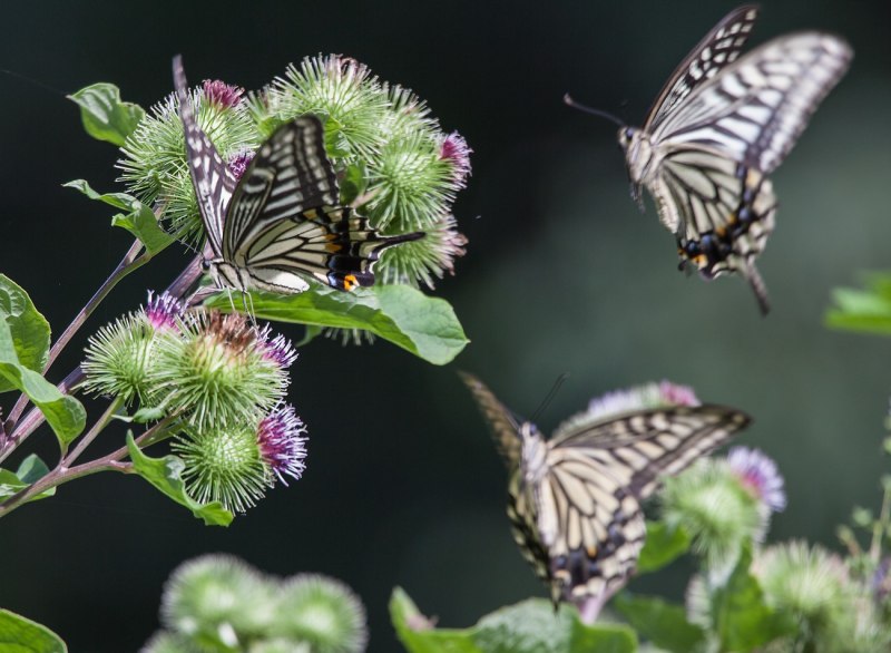 Papilio xuthus (Linnaeus, 1767)