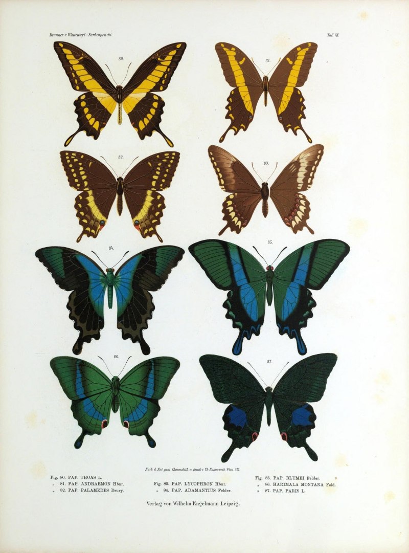 Butterfly Anatomy Chart