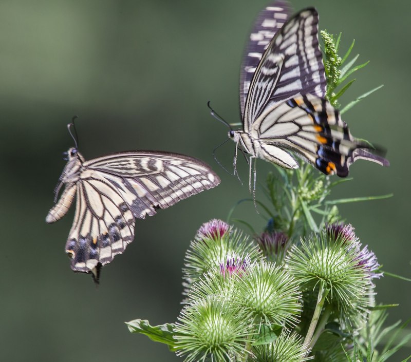 Papilio xuthus xuthus