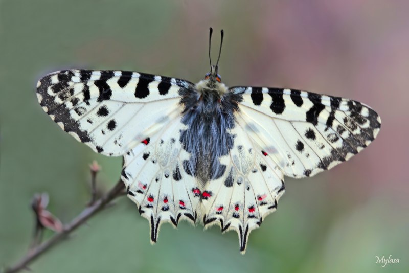 Allancastria cerisyi