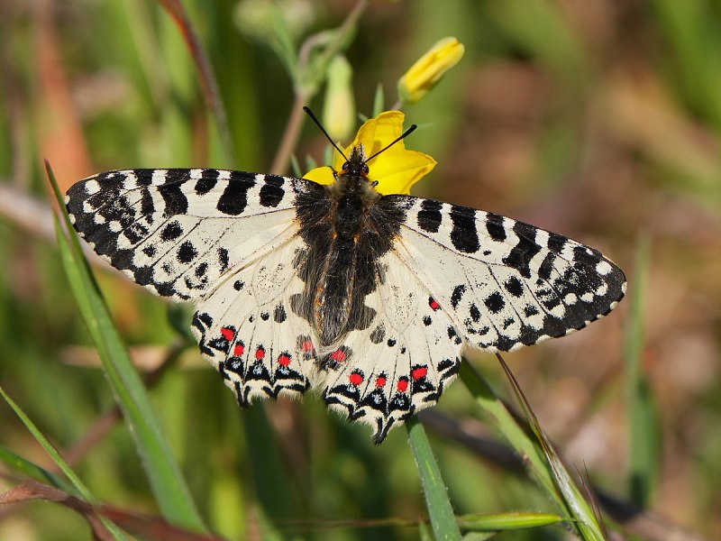 Allancastria cerisyi