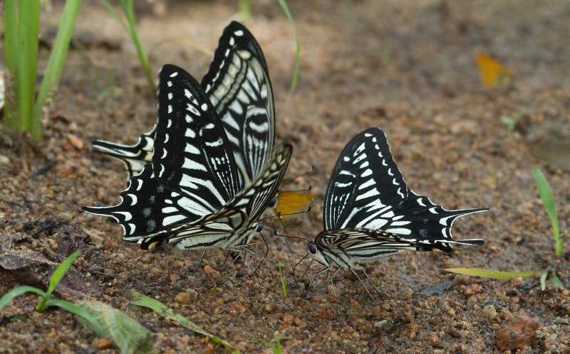 Papilio xuthus (Linnaeus, 1767)