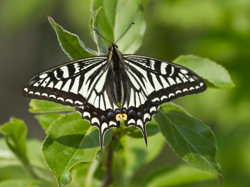 Papilio xuthus бабочка