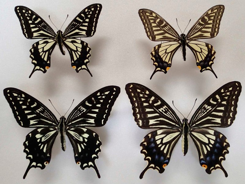Papilio xuthus бабочка