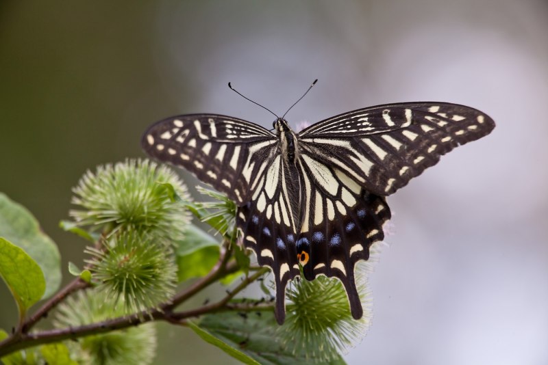 Papilio xuthus бабочка