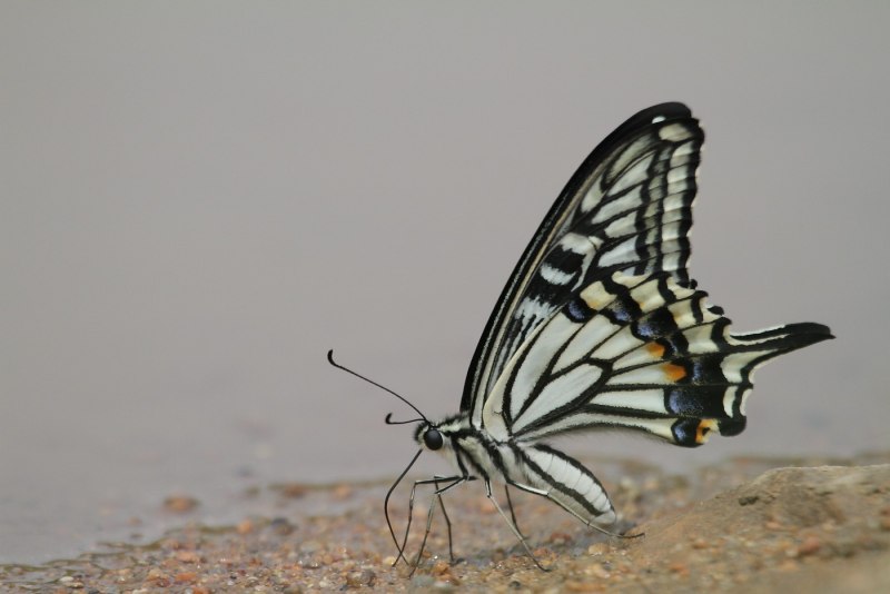 Papilio xuthus бабочка