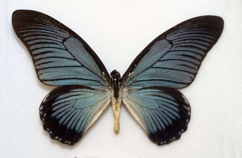 Papilio Ulysses Autolycus