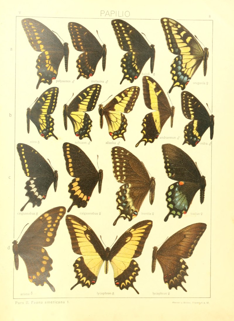 Papilio caiguanabus