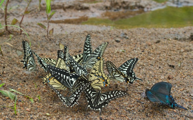 Papilio xuthus (Linnaeus, 1767)