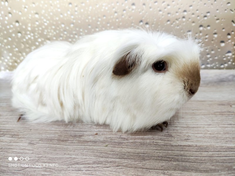 Морская Свинка Коронет