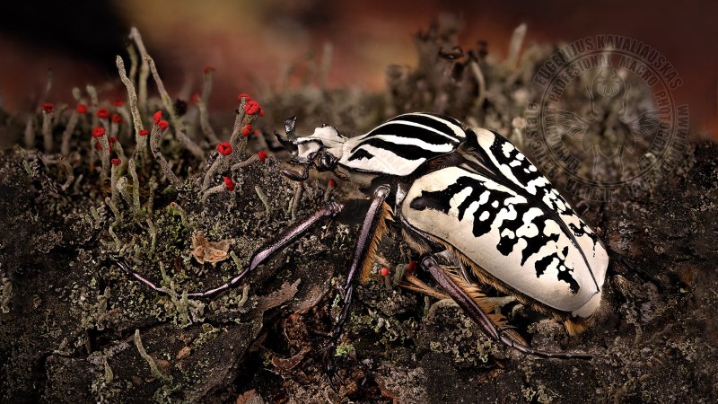 Goliathus albosignatus kirkianus