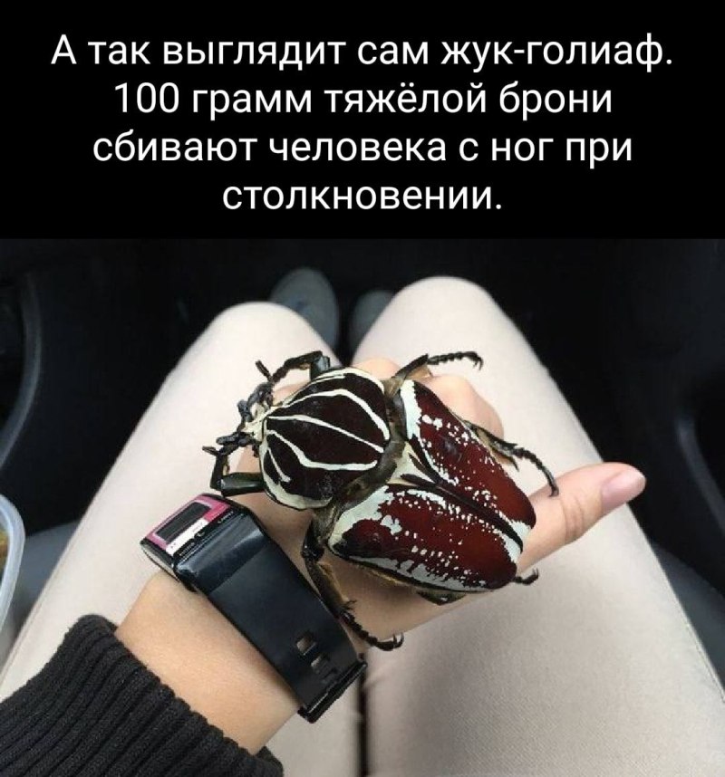 Жук Голиаф