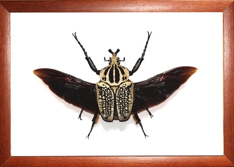 Goliathus conspersus