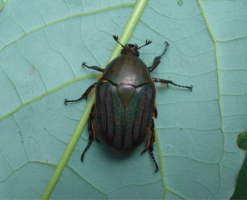 Cetoniinae of Madagascar