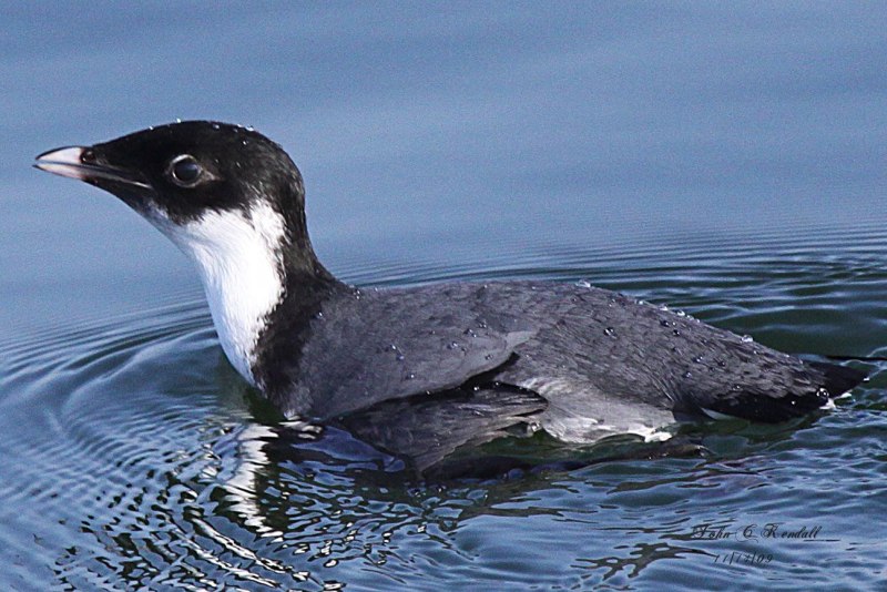 Synthliboramphus antiquus
