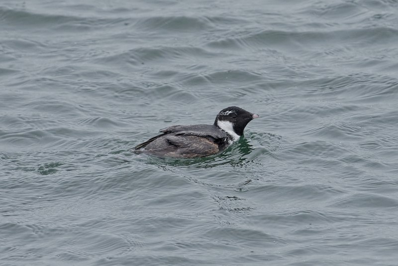Synthliboramphus hypoleucus