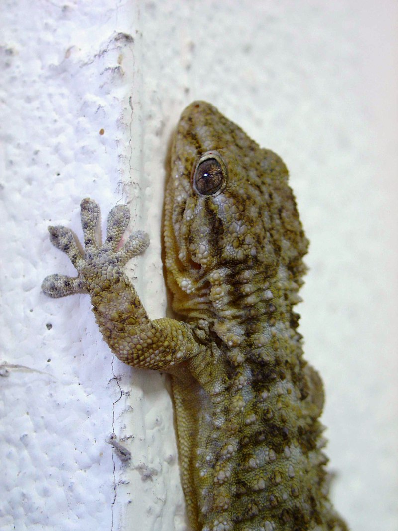 Геккон Tarentola mauritanica