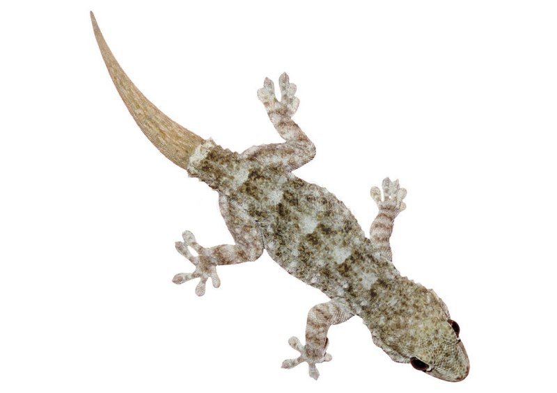 Геккон Tarentola mauritanica