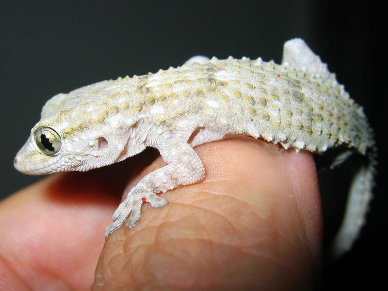 Tarentola mauritanica