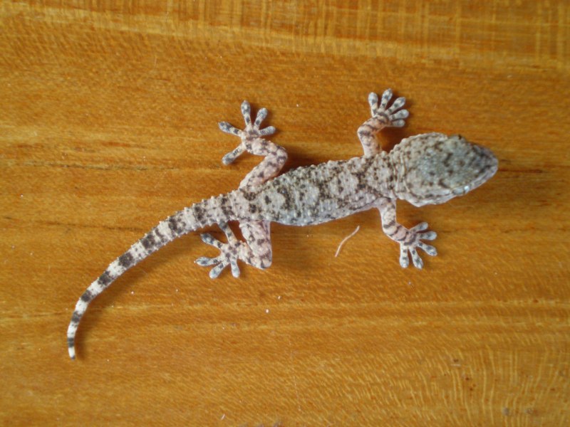 Tarentola mauritanica