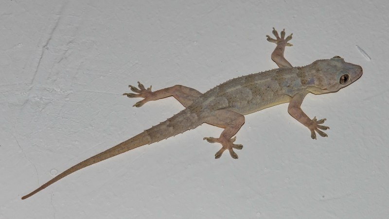 Hemidactylus mabouia