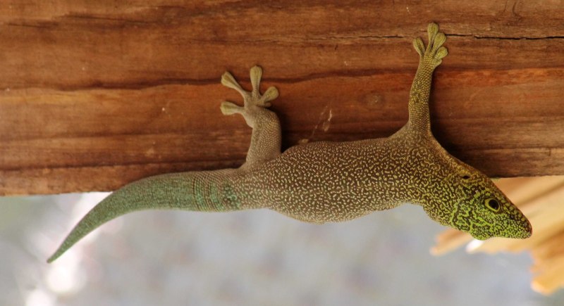 Phelsuma standingi