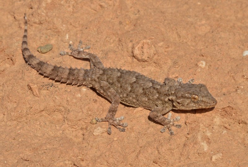 Геккон Tarentola mauritanica