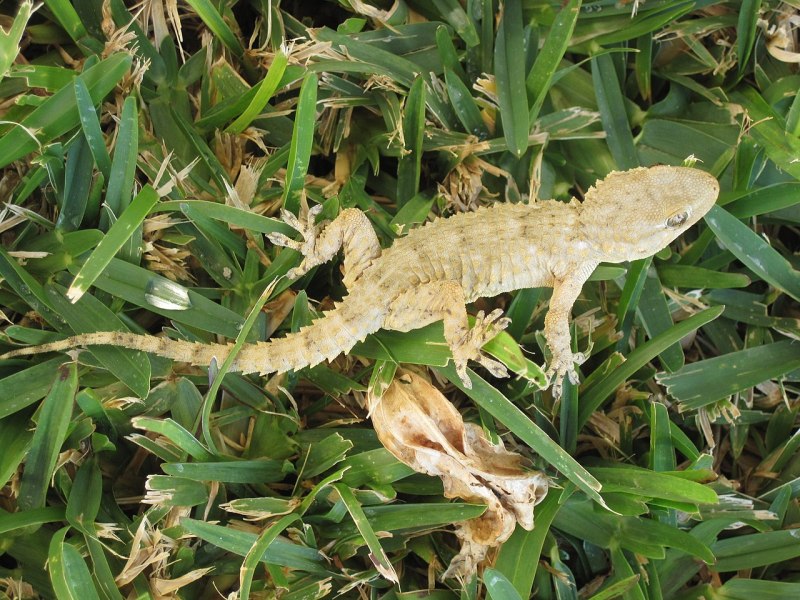 Tarentola mauritanica