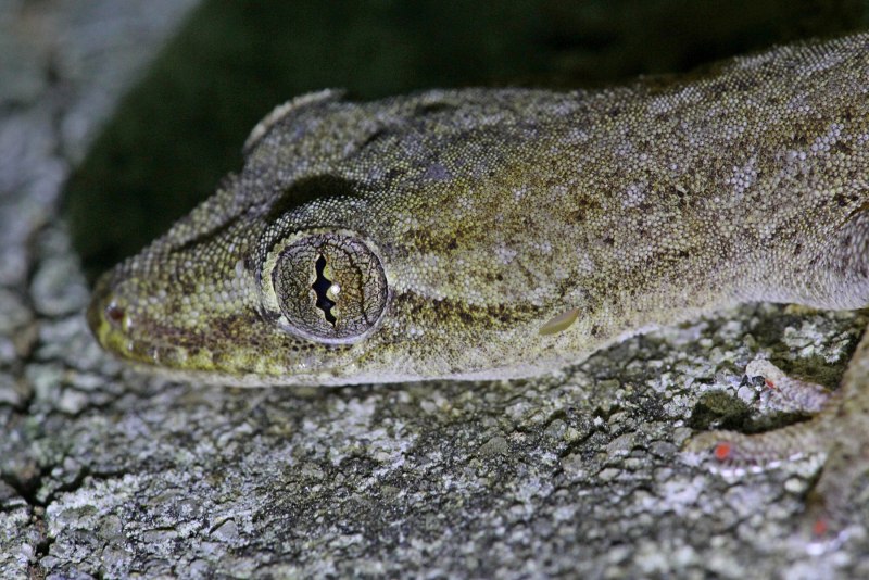 Hemidactylus frenatus