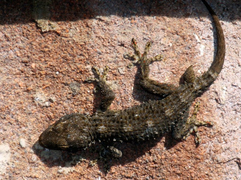 Tarentola mauritanica