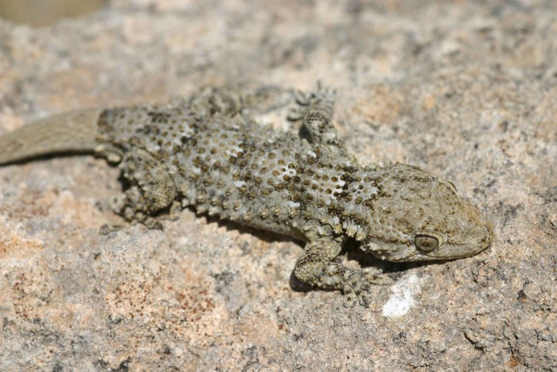 Tarentola mauritanica