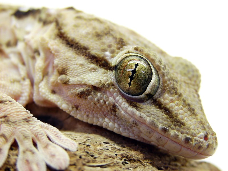 Tarentola annularis