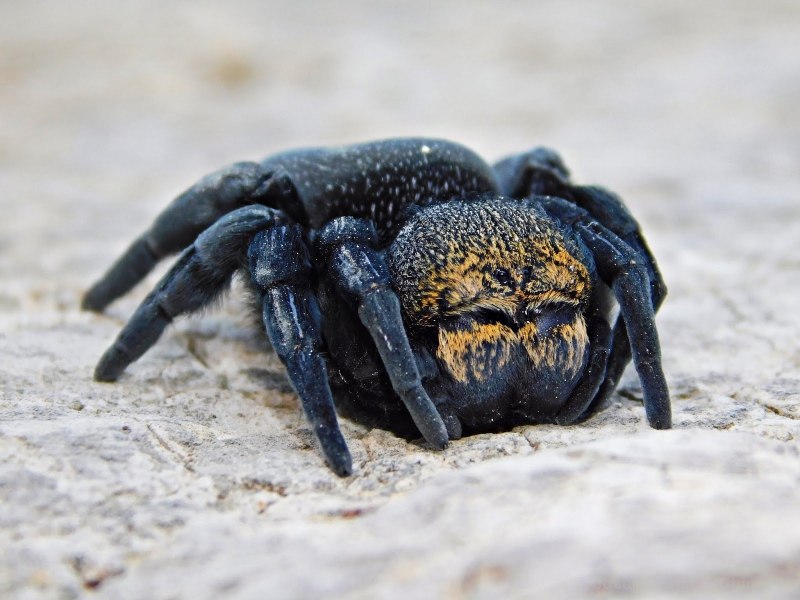 Eresus albopictus паук