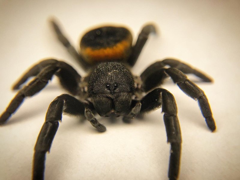 Eresus walckenaeri